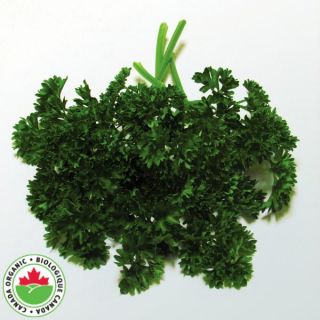 Forest Green Organic Parsley Thumbnail